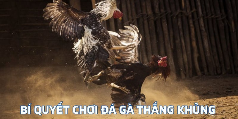 Bí quyết chơi đá gà thắng khủng 